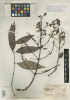Holotype of Banisteria sphaerandra Rusby [family MALPIGHIACEAE]