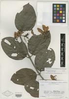 Isotype of Banisteriopsis wurdackii B. Gates [family MALPIGHIACEAE]
