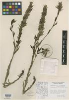 Isotype of Castilleja mogollonica Pennell [family SCROPHULARIACEAE]