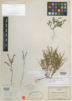 Isotype of Phacelia pringlei A. Gray [family HYDROPHYLLACEAE]