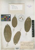 Syntype of Ahernia glandulosa Merr. [family FLACOURTIACEAE]