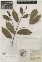 Isotype of Casearia bartlettii Lundell [family FLACOURTIACEAE]