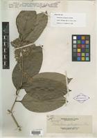 Isotype of Homalium gitingensis Elmer [family FLACOURTIACEAE]