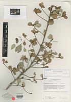Isotype of Gesneria haitiensis L. E. Skog [family GESNERIACEAE]