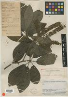 Type of Alseis latifolia Gleason [family RUBIACEAE]