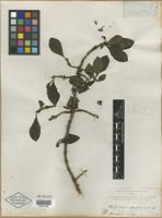 Type? of Coprosma pubens A. Gray [family RUBIACEAE]
