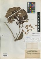 Isotype of Cosmocalyx spectabilis Standl. [family RUBIACEAE]