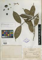 Isotype of Faramea calophylla Standl. [family RUBIACEAE]