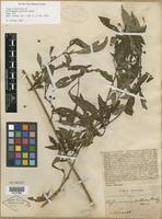 Type of Hoffmannia pallida Rusby [family RUBIACEAE]