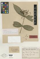 Holotype of Ixora versteegii Bremek. [family RUBIACEAE]