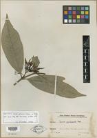 Syntype of Ixora guluensis Val. ex Merr. [family RUBIACEAE]