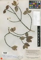Isotype of Malanea tafelbergensis Steyerm. [family RUBIACEAE]