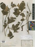 Type of Mussaenda saigonensis Pierre ex Pit. [family RUBIACEAE]