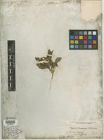 Type of Oryctes nevadensis S. Watson [family SOLANACEAE]