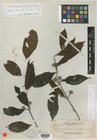 Type of Sarcocephalus multicephalus Elmer [family RUBIACEAE]