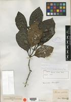 Type? of Nauclea obtusa Blume [family RUBIACEAE]