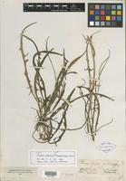 Type of Picrosia longifolia var. angustissima Kuntze [family ASTERACEAE]