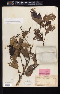 Isotype of Lithocarpus confertus Soepadmo [family FAGACEAE]