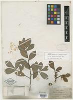 Type of Quercus phellos var. arenaria Chapm. [family FAGACEAE]