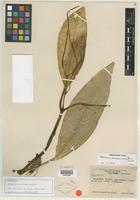 Isotype of Peperomia uaupesensis Yunck. [family PIPERACEAE]
