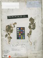 Lectotype of Obione phyllostegia Torr. ex S. Watson [family CHENOPODIACEAE]