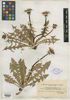 Holotype of Taraxacum piceatum Dahlst. [family ASTERACEAE]