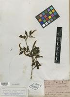 Isotype of Sclerocroton integerrimus Hochst. [family EUPHORBIACEAE]