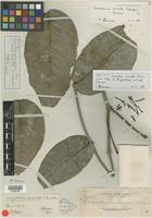 Isotype of Loranthus miniatus Elmer [family LORANTHACEAE]