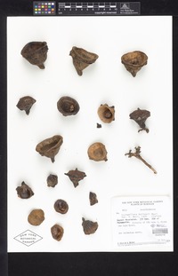 Holotype of Eschweilera boltenii S. A. Mori [family LECYTHIDACEAE]