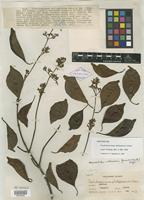 Isotype of Trachelospermum philippinense Elmer [family APOCYNACEAE]