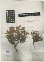Holotype of Eriogonum thymoides Benth. [family POLYGONACEAE]