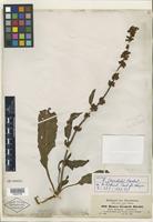 Isotype of Rumex steudelii Hochst. ex A. Rich. [family POLYGONACEAE]
