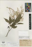 Isotype of Achyranthes mangarevica Suess. [family AMARANTHACEAE]