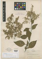 Isotype of Celosia monosperma Rose [family AMARANTHACEAE]