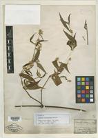 Isotype of Hebanthe holosericea Mart. [family AMARANTHACEAE]