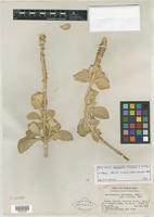Isotype of Achyranthes atollensis H. St. John [family AMARANTHACEAE]