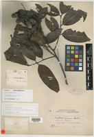 Isotype of Alectryon fuscus Radlk. [family SAPINDACEAE]