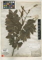 Type of Cupania subalbens Mart. [family SAPINDACEAE]