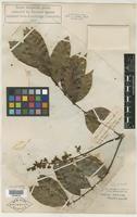 Type of Talisia cerasina (Benth.) Radlk. [family SAPINDACEAE]