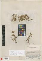 Holotype of Lewisia maguirei A. H. Holmgren [family PORTULACACEAE]