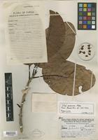 Isotype of Litsea perlucida C. K. Allen [family LAURACEAE]