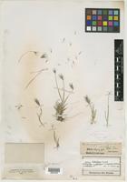 Lectotype of Hordeum jubatum f. violaceum Kuntze [family POACEAE]