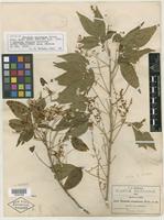 Isotype of Thouinia acuminata S. Watson [family SAPINDACEAE]