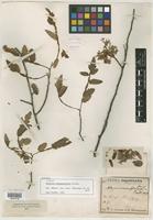 Type? of Thouinia weinmannifolia Griseb. [family SAPINDACEAE]