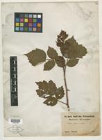 Type? of Rubus phoenicolasius Maxim. [family ROSACEAE]
