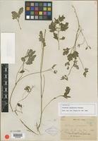 Isotype of Cardamine yunnanensis Franch. [family BRASSICACEAE]