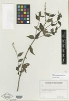 Isotype of Gonzalagunia exigua B. Ståhl [family RUBIACEAE]