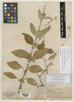 Syntype of Iresine schaffneri S. Watson [family AMARANTHACEAE]