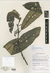 Isotype of Faramea nocturna J. G. Jardim & Zappi [family RUBIACEAE]