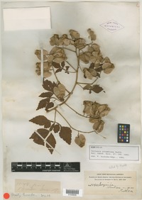 Syntype of Serjania columbiana Radlk. [family SAPINDACEAE]